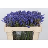 Agapanthus EYFORI Blue