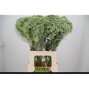 Ammi Visnaga