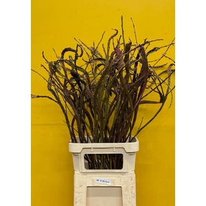 SALIX SEKKA BANDWILG