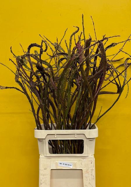 <h4>Salix Sekka Bandwilg</h4>