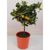 Citrus hystrix