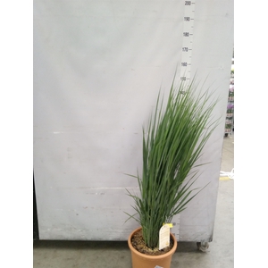Panicum virgatum