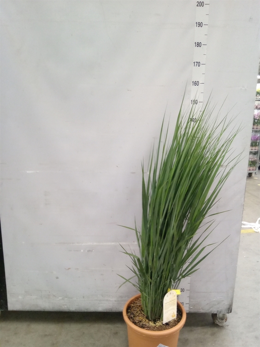 <h4>Panicum virgatum</h4>