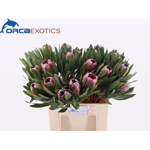 Protea Pink Ice