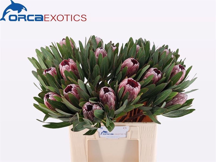 <h4>Protea Pink Ice</h4>