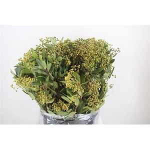 Photinia Berry Green P Bunch
