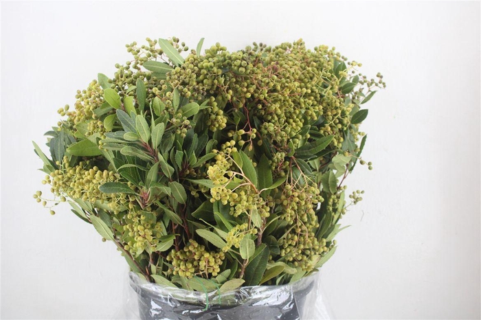 <h4>Photinia Berry Green P Bunch</h4>