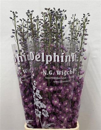 <h4>Delph Du Dewi Rita</h4>