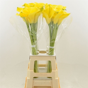 Calla Sunya | Heavy Quality