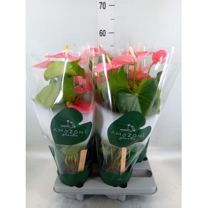 Anthurium andr. 'Colorado'