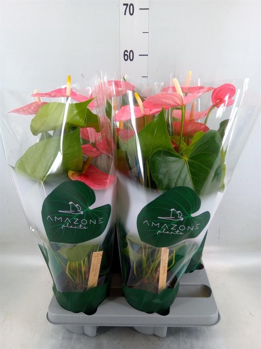 <h4>Anthurium andr. 'Colorado'</h4>