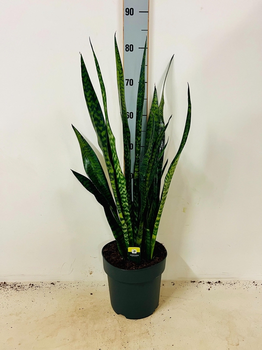 <h4>SANSEV ZEY GREENLINE</h4>