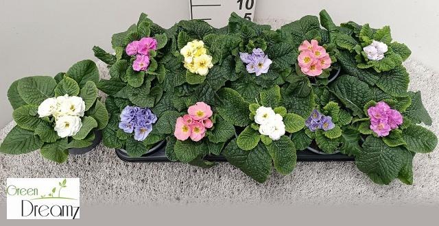 <h4>PRIM AC GEM</h4>