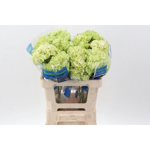 Hydrangea Lime