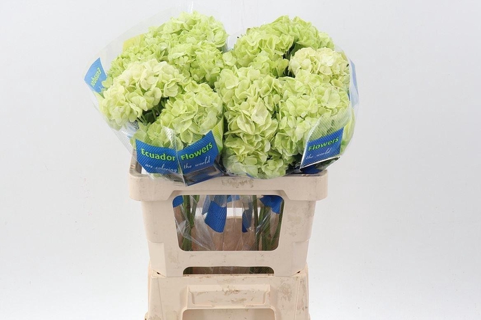 <h4>Hydrangea Lime</h4>