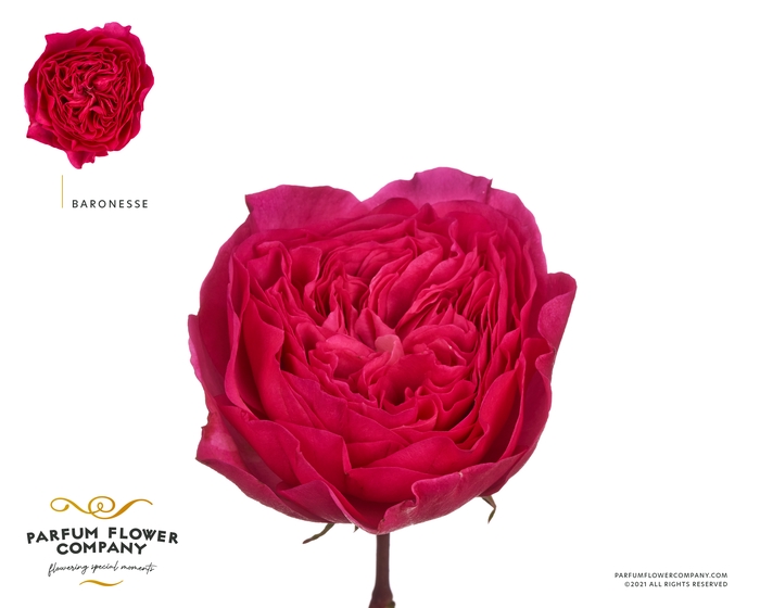 <h4>Rosa Garden Baronesse</h4>