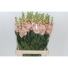 Matthiola Iron Apricot