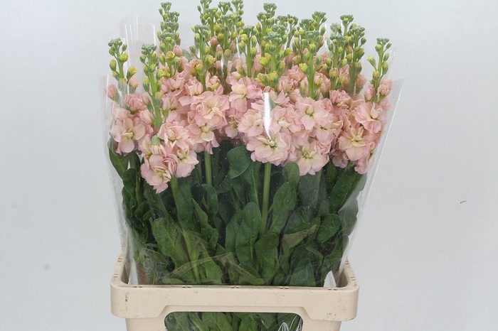 <h4>Matthiola Iron Apricot</h4>