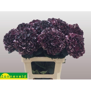 Hydrangea mag dark ruby classic