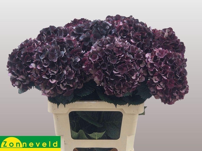 <h4>Hydrangea mag dark ruby classic</h4>
