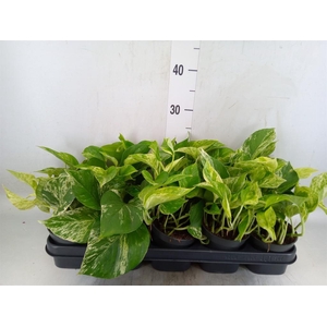Epipremnum pinn. 'Marble Queen'