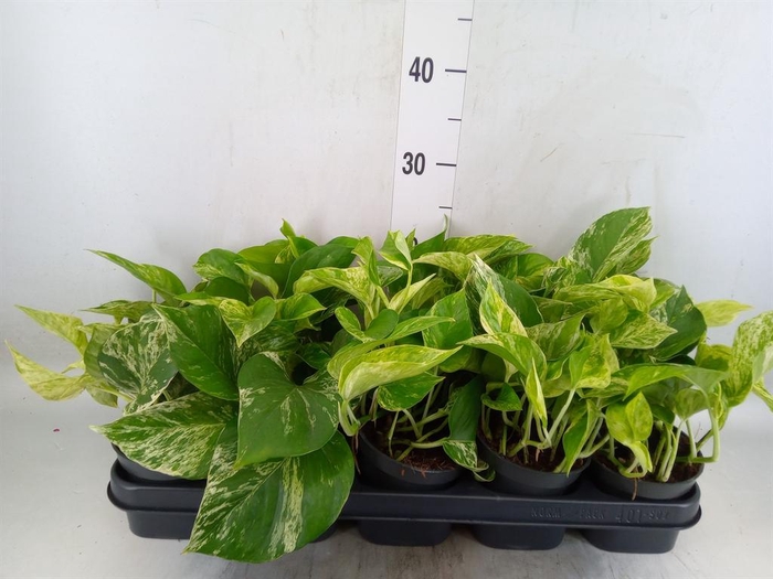 <h4>Epipremnum pinn. 'Marble Queen'</h4>