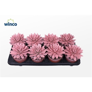 Echeveria Agavoides Paint Pink