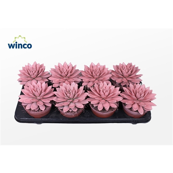 <h4>Echeveria Agavoides Paint Pink</h4>