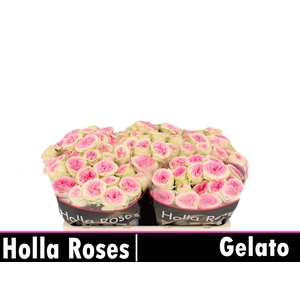 Gelato