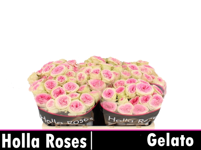 Gelato