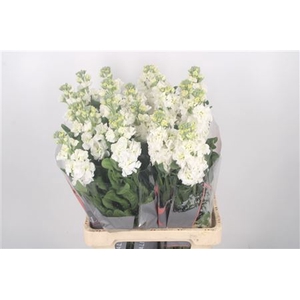 Matthiola Iron White