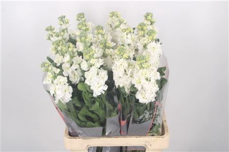 <h4>Matthiola Iron White</h4>