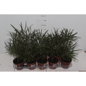 ARALIA ELEGANTISSIMA P11