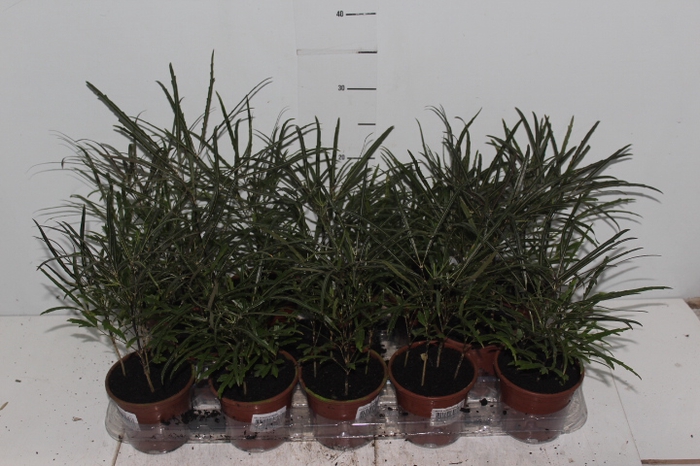 ARALIA ELEGANTISSIMA P11