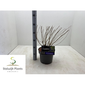 CARYO CL HEAVEN BLUE