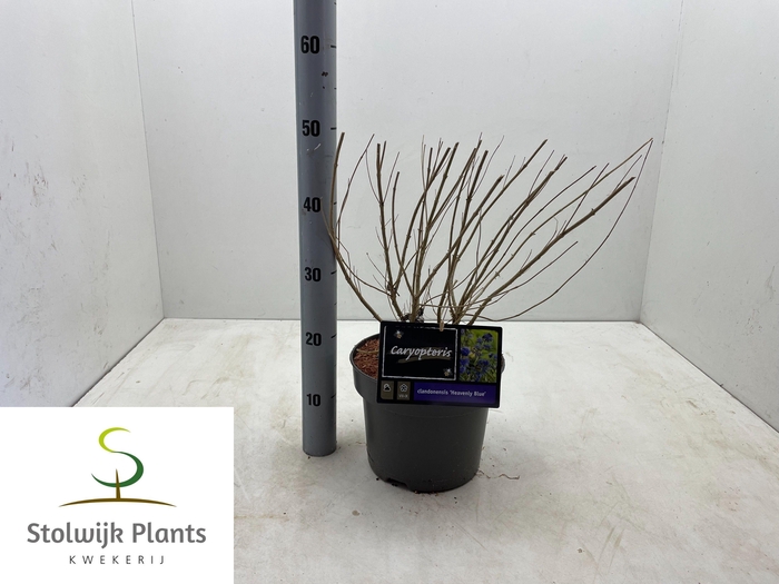 <h4>CARYO CL HEAVEN BLUE</h4>