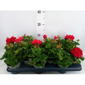 Pelargonium zona. 'Tosca Bernd'
