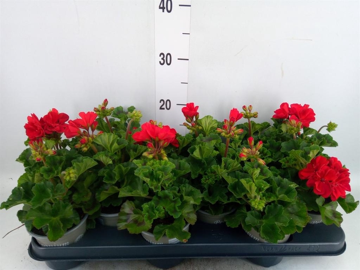 <h4>Pelargonium zona. 'Tosca Bernd'</h4>
