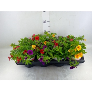 Calibrachoa  'CG Hawaii Trio'  .mix