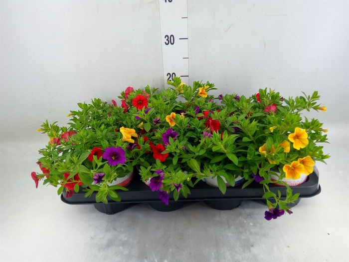 <h4>Calibrachoa  'CG Hawaii Trio'  .mix</h4>
