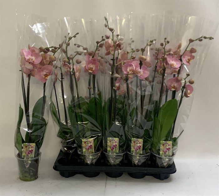 <h4>PHAL OV ORANJE</h4>