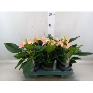 Anthurium andr. 'Joli Peach'