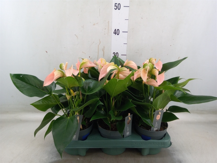 <h4>Anthurium andr. 'Joli Peach'</h4>