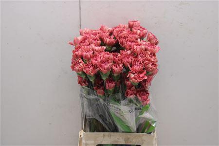 <h4>Di St Doretea</h4>