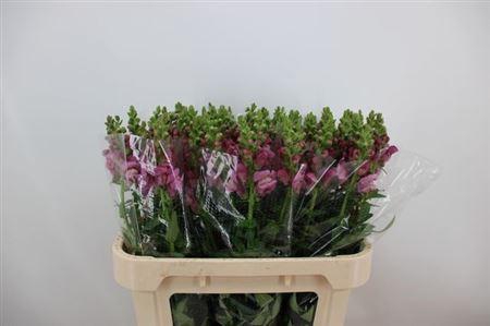 <h4>Antir Mary Lavender</h4>