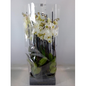 Phalaenopsis   ...white