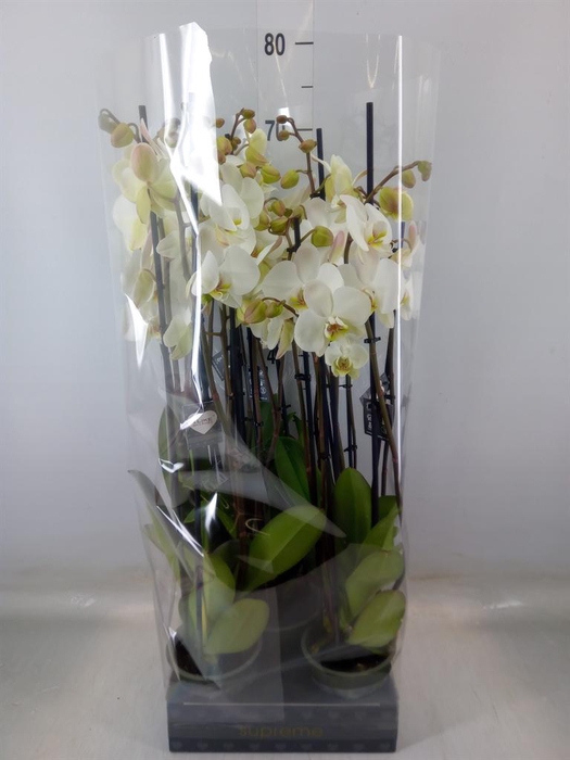 <h4>Phalaenopsis   ...white</h4>