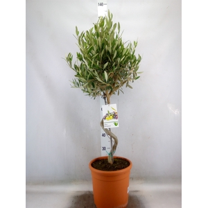 Olea europaea