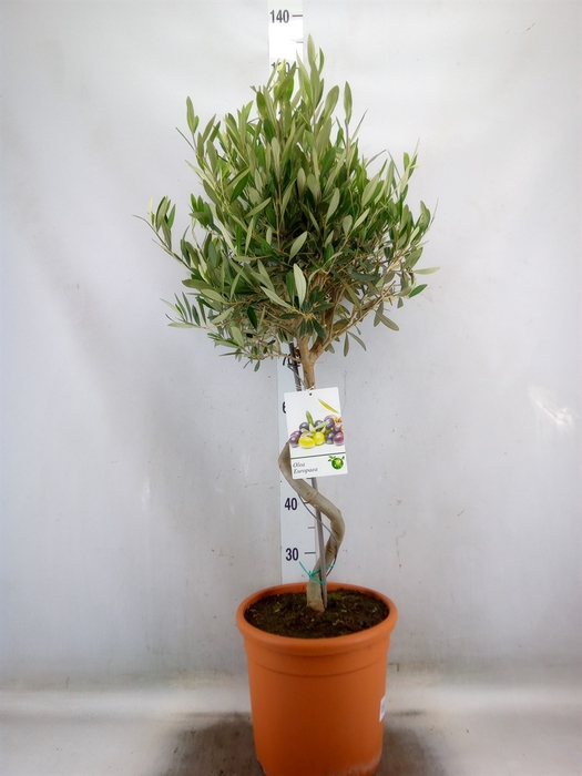 <h4>Olea europaea</h4>