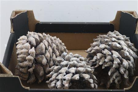 <h4>Wax Coultier Cones Gl Naturel</h4>